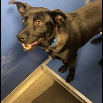 Barkley -  Mixed Breed Dog for Adoption in Murray, Utah - Barkley | PetCurious
