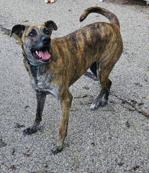 Rescue German Shepherd Dog and Greyhound Dogs for Adoption in Cincinnati, Ohio - Frankie | PetCurious