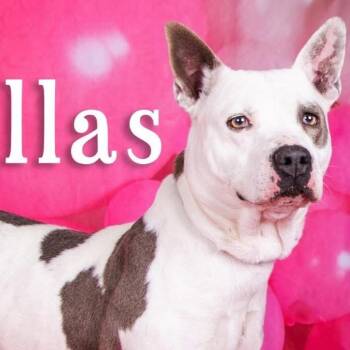 Rescue Mixed Breed Dogs for Adoption in Savannah, Georgia - Stella Jo | PetCurious