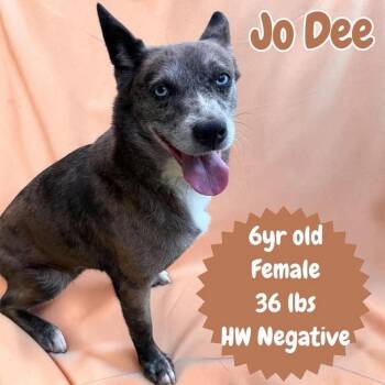 Jo Dee -  Cattle Dog Dog for Adoption in Ringwood, New Jersey - Jo Dee | PetCurious