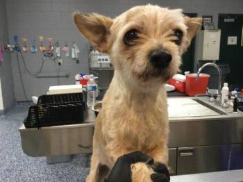 A1924255 -  Terrier and Mixed Breed Dog for Adoption in Thousand Palms, California - A1924255 | PetCurious