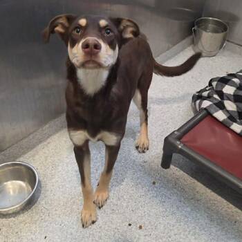 Alli -  German Shepherd Dog Dog for Adoption in Hutchinson, Minnesota - Alli | PetCurious