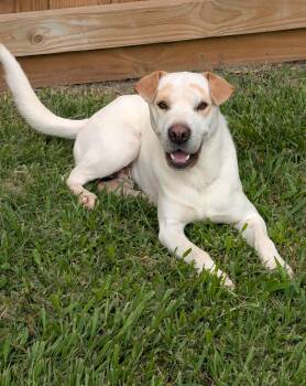 Shar Pei Dogs Available for Adoption in Baton Rouge, Louisiana - Cheddar | PetCurious