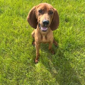 Rescue Hound Dogs for Adoption in Montpelier, Idaho - Colt | PetCurious