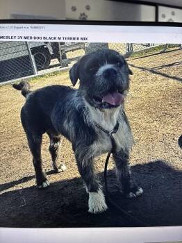 Wesley -  English Bulldog Dog for Adoption in Creston, California - Wesley | PetCurious