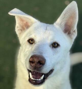 White German Shepherd Dogs Available for Adoption in Sacramento, California - Neptune | PetCurious