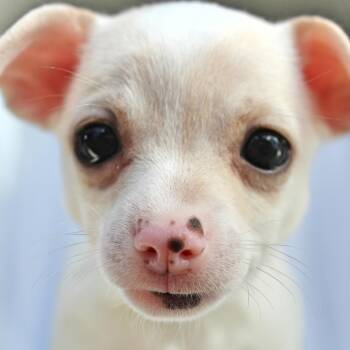 Lily -  Chihuahua Dog for Adoption in Springfield, Ohio - Lily | PetCurious