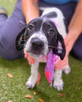 Piplup -  Mixed Breed Dog for Adoption in Largo, Florida - Piplup | PetCurious
