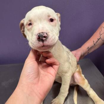Emily -  Catahoula Leopard Dog and Pit Bull Terrier Dog for Adoption in Englewood, Florida - Emily | PetCurious