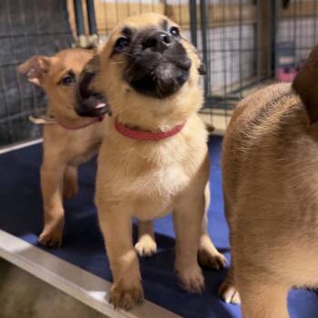 Toomey -  Belgian Shepherd Malinois Dog for Adoption in Duck River, Tennessee - Toomey | PetCurious