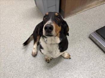 TAFFY -  Basset Hound Dog for Adoption in Loveland, Colorado - TAFFY | PetCurious