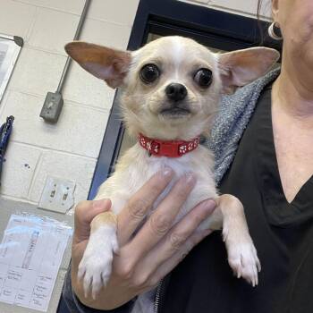 Butter -  Chihuahua and Mixed Breed Dog for Adoption in Durham, North Carolina - Butter | PetCurious