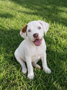 American Bully and Catahoula Leopard Dog Dogs Available for Adoption in Piedmont, Oklahoma - Ellis | PetCurious