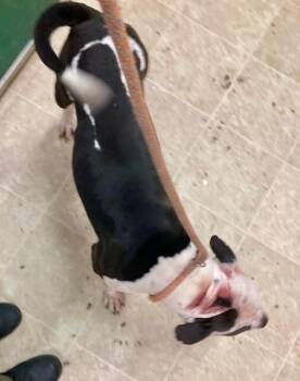 Jango -  Mixed Breed Dog for Adoption in Cincinnati, Ohio - Jango | PetCurious