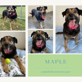 Rescue Collie and Mixed Breed Dogs for Adoption in Melbourne, Kentucky - Maple | PetCurious
