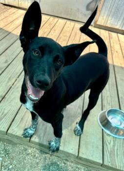 Tank -  Basenji and Border Collie Dog for Adoption in Hastings, Nebraska - Tank | PetCurious