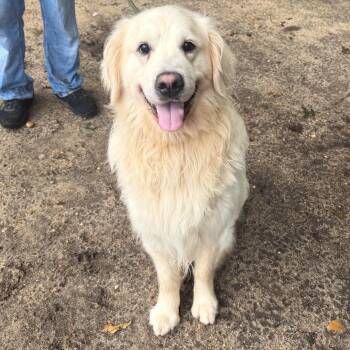 Barron -  Golden Retriever Dog for Adoption in Brookhaven, New York - Barron | PetCurious