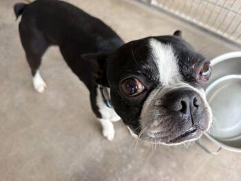 Duke -  Boston Terrier Dog for Adoption in Canutillo, Texas - Duke | PetCurious