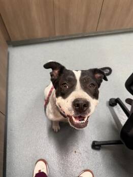 Rescue Pit Bull Terrier Dogs for Adoption in Baytown, Texas - OLIVIA | PetCurious