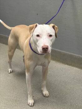 DOBBY -  Pit Bull Terrier Dog for Adoption in Las Vegas, Nevada - DOBBY | PetCurious