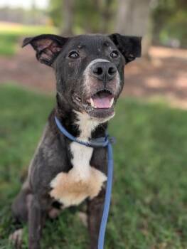 BANJO -  Labrador Retriever and Mixed Breed Dog for Adoption in Charlotte, North Carolina - BANJO | PetCurious