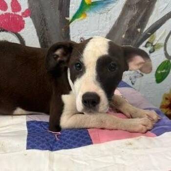 Indy -  Black Mouth Cur and Mixed Breed Dog for Adoption in Hattiesburg, Mississippi - Indy | PetCurious