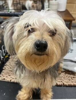 Yorkshire Terrier Dogs Available for Adoption - Daisy | PetCurious