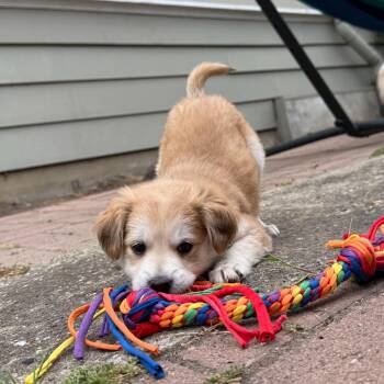 Dylan -  Mixed Breed Dog for Adoption in San Francisco, California - Dylan | PetCurious