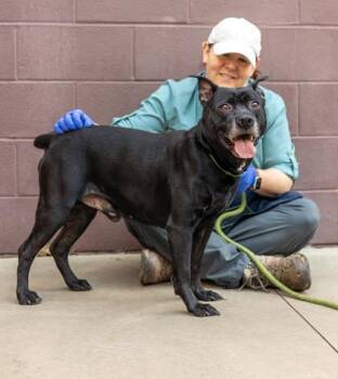 Mixed Breed Dogs Available for Adoption in Chamblee, Georgia - Dorcus | PetCurious
