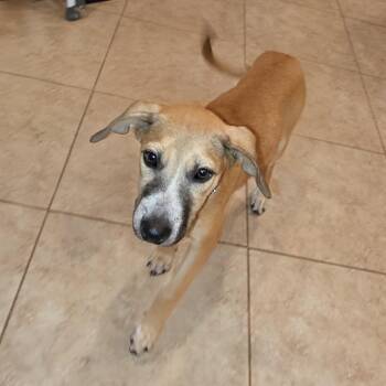 Penny -  Shepherd Dog for Adoption in Baldwin, Maryland - Penny | PetCurious