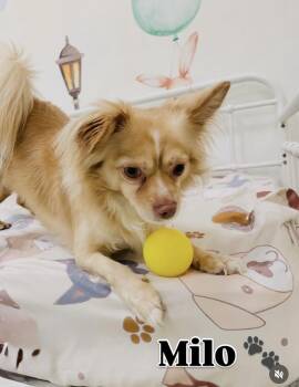 Milo -  Pomeranian and Chihuahua Dog for Adoption in Lake Forest, California - Milo | PetCurious