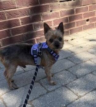 Chewy -  Yorkshire Terrier Dog for Adoption - Chewy | PetCurious