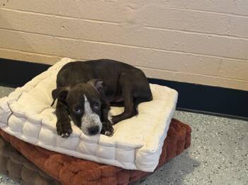 Dumpling -  Labrador Retriever and Australian Cattle Dog Blue Heeler Dog for Adoption in Phoenix, Arizona - Dumpling | PetCurious