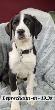 Hound and Rottweiler Dogs Available for Adoption - Leprechaun | PetCurious