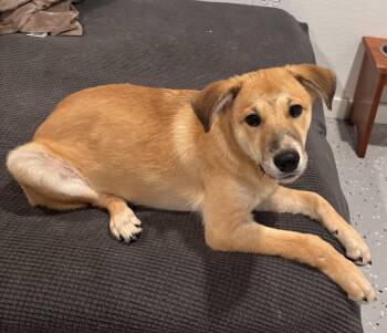 Binx -  Shepherd and Mixed Breed Dog for Adoption in Marengo, Illinois - Binx | PetCurious