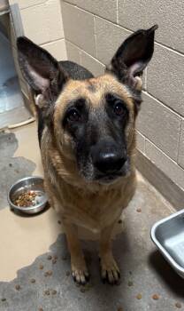 Rescue German Shepherd Dog Dogs for Adoption in Sierra Vista, Arizona - Bella | PetCurious