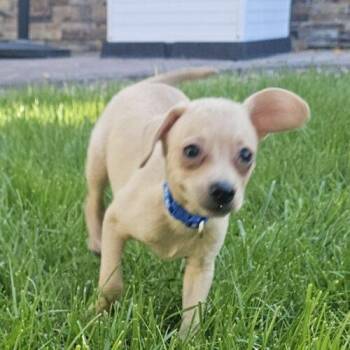 Butterscotch -  Chihuahua and Mixed Breed Dog for Adoption in Henderson, Nevada - Butterscotch | PetCurious
