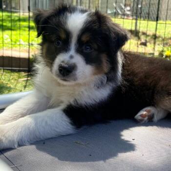 Australian Shepherd Dogs Available for Adoption in Ada, Minnesota - Hershey | PetCurious