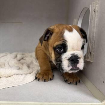 Albion -  English Bulldog Dog for Adoption in Northbrook, Illinois - Albion | PetCurious