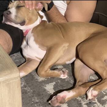 Giulia -  Pit Bull Terrier Dog for Adoption in Dallas, Texas - Giulia | PetCurious