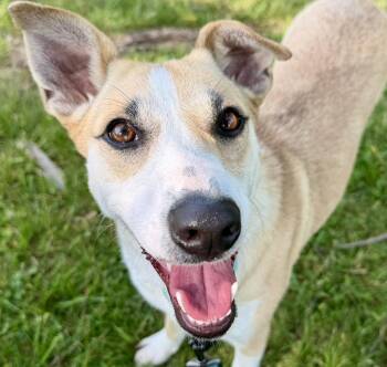 Miley -  Australian Cattle Dog Blue Heeler Dog for Adoption in Catlett, Virginia - Miley | PetCurious