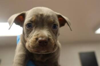 BRUTUS -  Mixed Breed Dog for Adoption in Columbia, South Carolina - BRUTUS | PetCurious