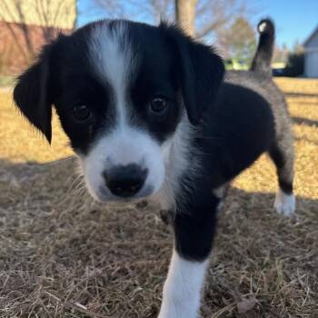 Mixed Breed Dogs Available for Adoption - Ellie | PetCurious