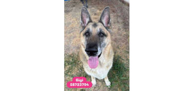 Rescue German Shepherd Dog Dogs for Adoption in Dallas, Texas - Gigi (CP) | PetCurious
