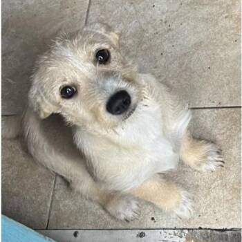 Mixed Breed Dogs Available for Adoption in Larkfield-wikiup, California - Mary Jo | PetCurious