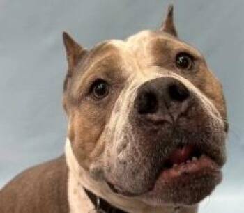 Dior -  American Bulldog and Mixed Breed Dog for Adoption in Golden Valley, Minnesota - Dior | PetCurious