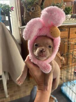 Mixed Breed Dogs Available for Adoption - Egg | PetCurious