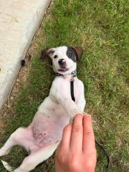 Bolt -  Jack Russell Terrier and Catahoula Leopard Dog Dog for Adoption in Forney, Texas - Bolt | PetCurious