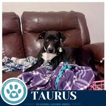 Taurus (Horoscope Pups) 100326 -  Labrador Retriever and Shepherd Dog for Adoption in Kimberton, Pennsylvania - Taurus (Horoscope Pups) 100326 | PetCurious