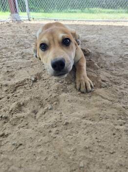 Mixed Breed Dogs Available for Adoption in Mccrory, Arkansas - Addie | PetCurious